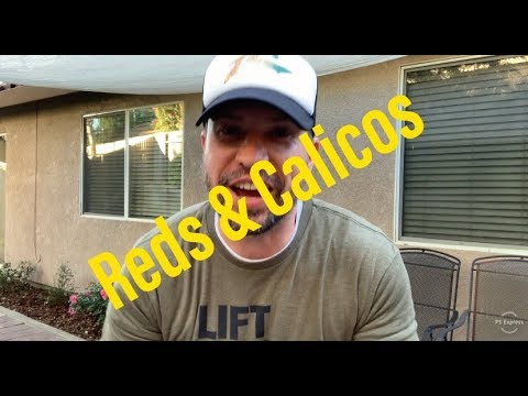 YouTube reptile video