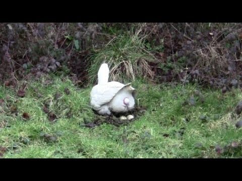 image-How long does it take for geese to have babies?