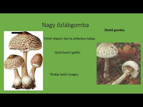 gombák szaprofitok vagy paraziták)