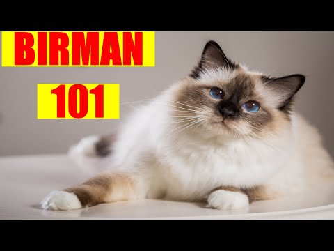 Birman Cat 101 | Must Watch BEFORE Getting a BIRMAN CAT