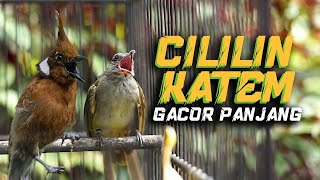 Download lagu MASTERAN KAPAS TEMBAK CILILIN GACOR JERNIH! MANTAP TERBAIK UNTUK KICAU MANIA mp3 Download lagu MASTERAN KAPAS TEMBAK CILILIN GACOR JERNIH! MANTAP TERBAIK UNTUK KICAU MANIA mp3