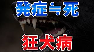 発症≒死「狂犬病」【ゆっくり解説】