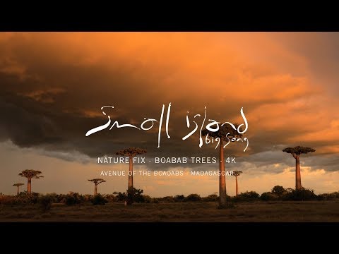 NATURE FIX - The Avenue of Boababs, Madagascar (from Small Island Big Song)
