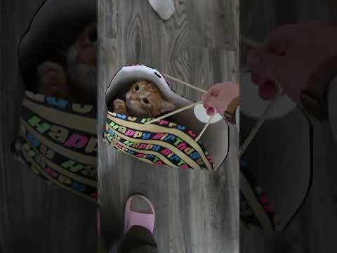 Das Geburtstagsgeschenk