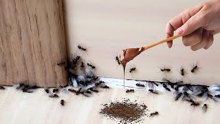 5 genius ways to get rid of ants easily