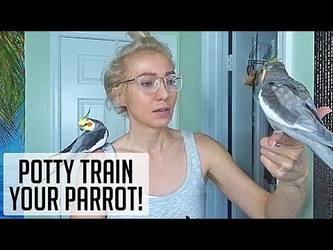 YouTube video about: How often do cockatiels poop?