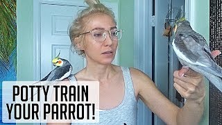 How to Potty Train your PARROT!!