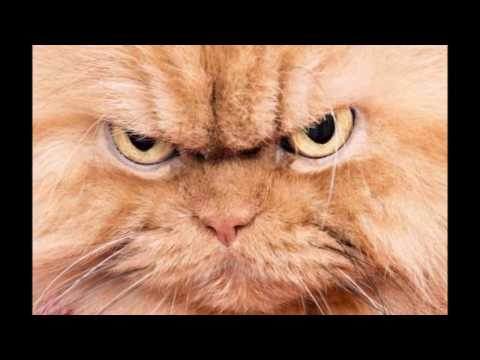 Angry Cat | Animal Ringtones | SFX