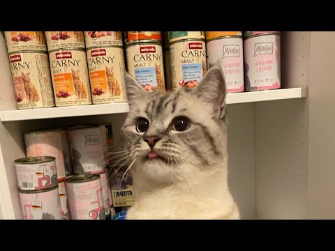 Gutes Katzenfutter/ Die Perfekten Katzenfuttersorten für jeden Geldbeutel!