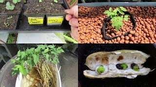 preview picture of video 'New Seasons seedlings, Greens, Tomatoes & Ice Cream Bean + A visit ti Canada'