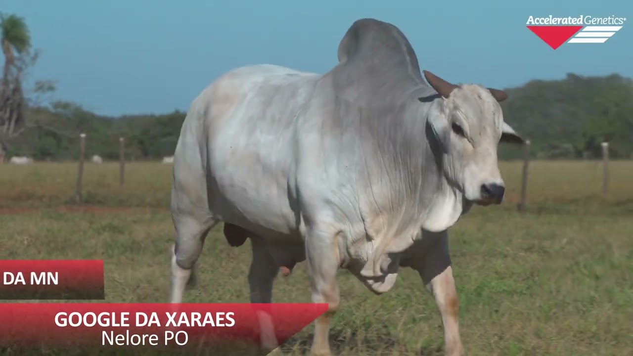 Vídeo GOOGLE DA XARAES