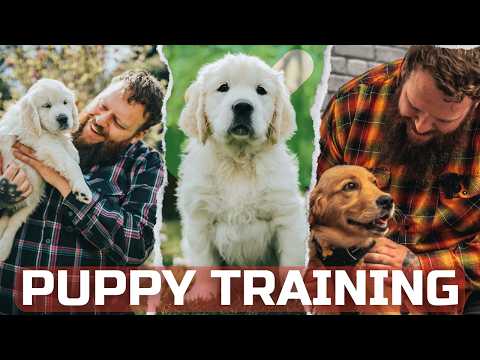 Everything You Need To Know To Train A Perfect Puppy In Under 40 minutes