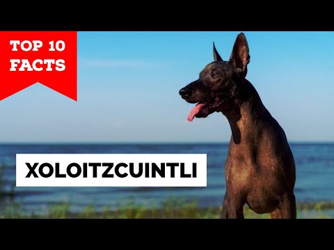 Xoloitzcuintli - 10 datos curiosos