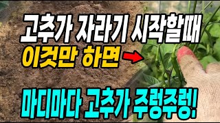 고추가 자라기 시작할때 이것만하면 마디마다 고추가 주렁주렁 달려 대박! 고추 수확량이 달라집니다