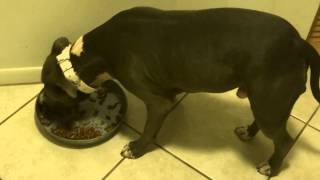 how to get your dog fat in one day