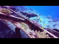 Tauchen Gili Islands mit "Blue Marlin Gili Meno" vom 11. April bis 18. April 2017, Blue Marlin Dive, Gili Meno, Lombok, Indonesien, Allgemein