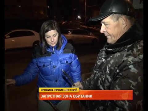 Бурого медведя застрелил снайпер в Хабаровске. MestoproTV