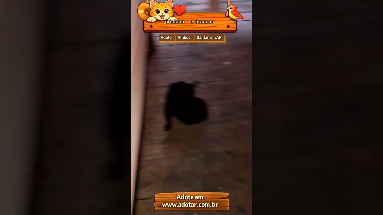 Gato raça Siamês idade 7 a 11 meses nome pretinha e brancos