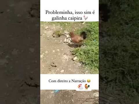 GALINHA VALENTE DA GOTA KKK 🤠 #instagram #vaquejada #playvaquejada #nordeste #shortvideo #shorts