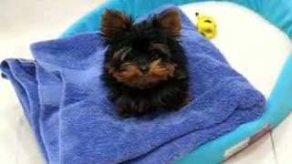 Chewie not being picked up