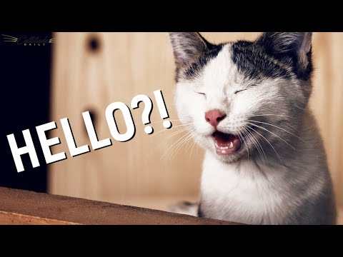 Why Does My Cat Keep Meowing?!