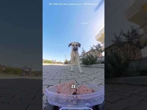 Ten Chłopiec Przestraszył Głodnego Psa 😨