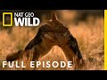 United We Stand Full Episode Animal Fight Night