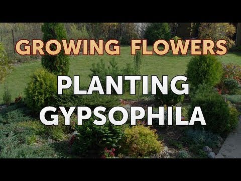 How to Grow Lantana From Saved Seeds