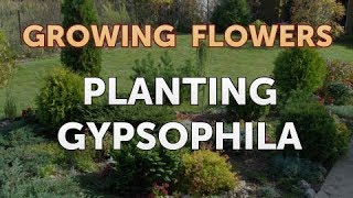 Planting Gypsophila