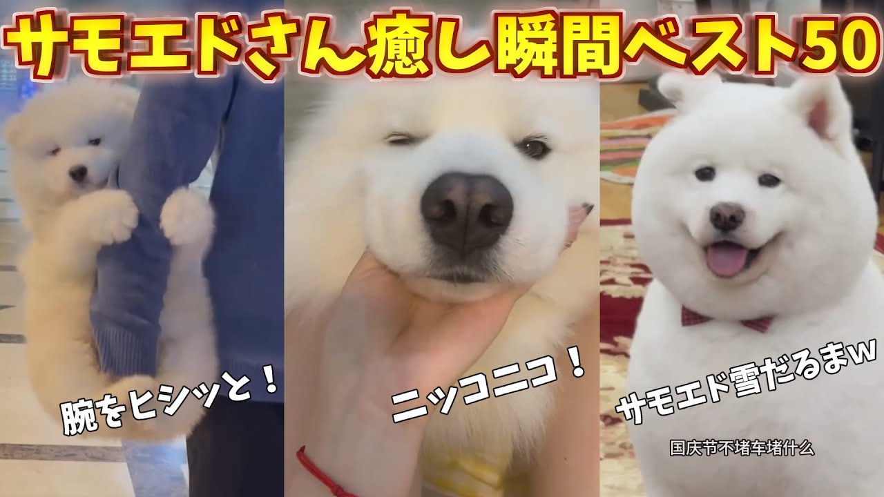 サモエドさん癒し瞬間ベスト５０！_Part1
