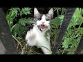 Angry Cat Attacks And Hisses Because She Is The Best Mother