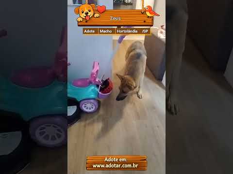 Vídeo de Zeus 