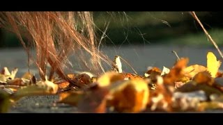 DOGGYBAG -   Listí (Official)