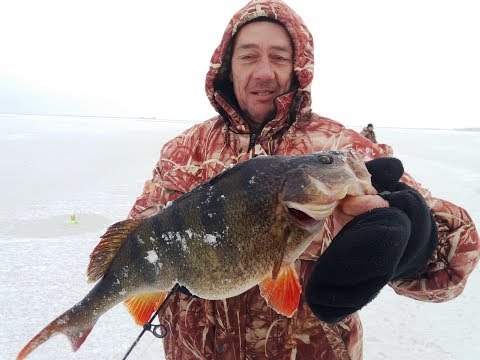 Ловля окуня на балансир 2019. Ловля крупного окуня / Горбачи