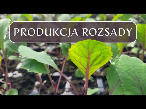 Produkcja rozsady - jak budować część naziemną, a jak system korzeniowy?