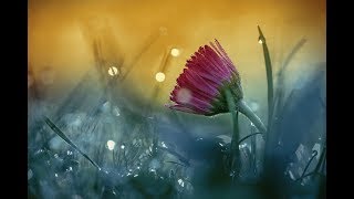 Relaxing Music: Soothing Music, Meditation Music, Calming Peaceful Harp Music (Unwind Your Soul)