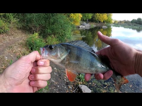 Попал на ЖОР КРУПНОГО ОКУНЯ на самодельный силикон | ловля окуня на спиннинг и отводной поводок