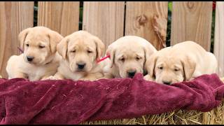Video preview image #1 Labrador Retriever Puppy For Sale in SHIPPENSBURG, PA, USA