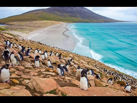 Falkland đảo chim cánh cụt (  - NatGeo Tiếng Việt)