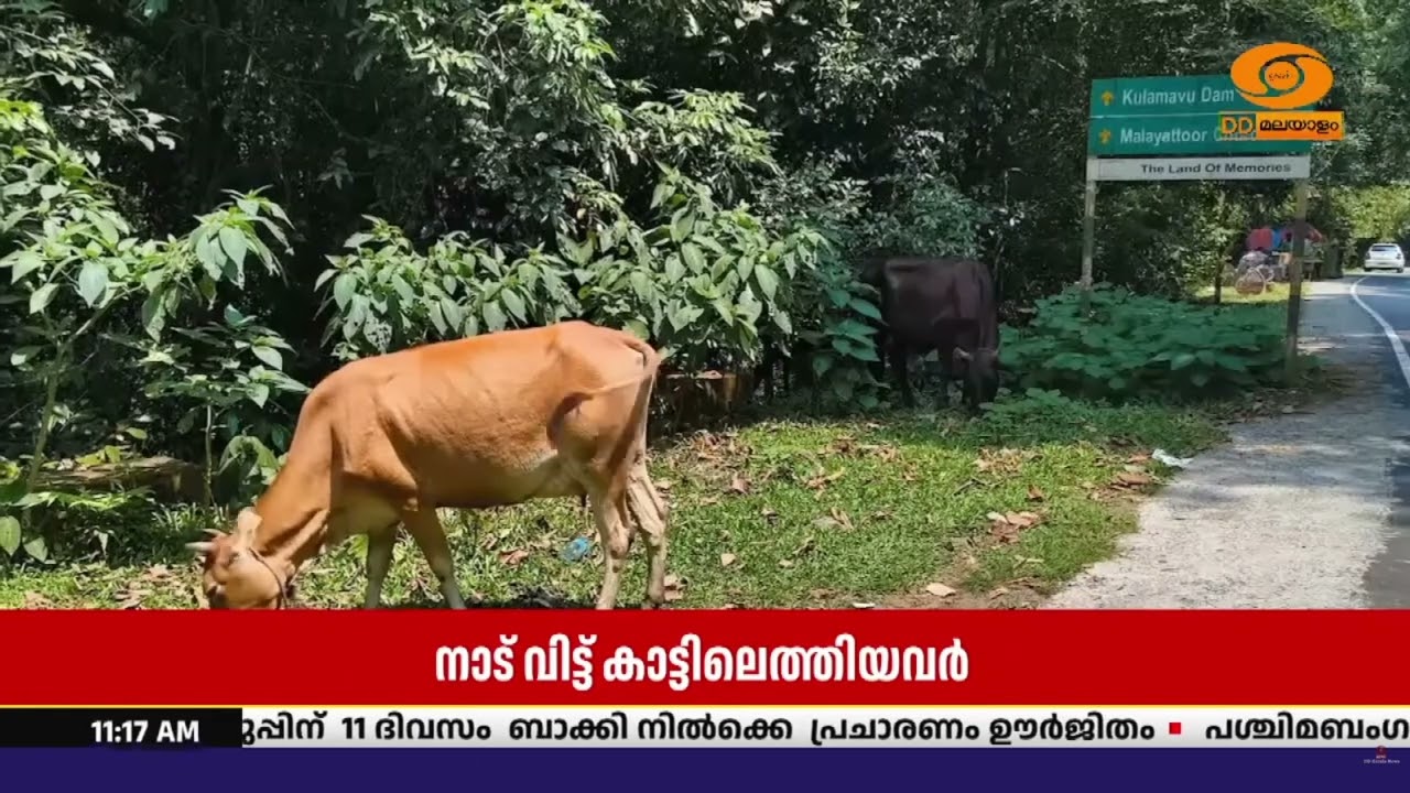 വന്യജീവികളുടെ നിലനിൽപ്പിന് ഭീഷണിയാകുമോ? ഇടുക്കി വന