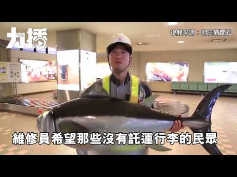 日青森機場行李帶轉出大條鮪魚