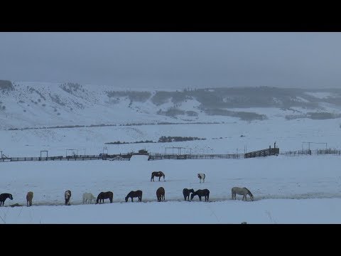 Midwinter