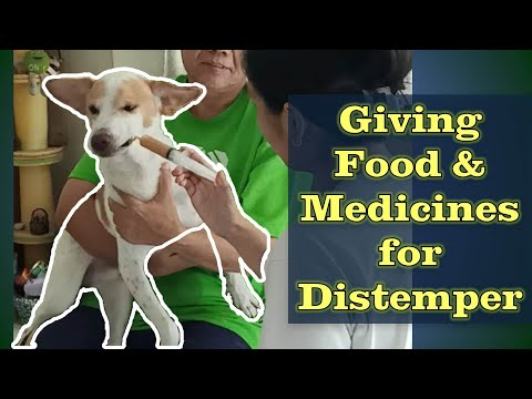 Medicine and Supplements to Fight Distemper