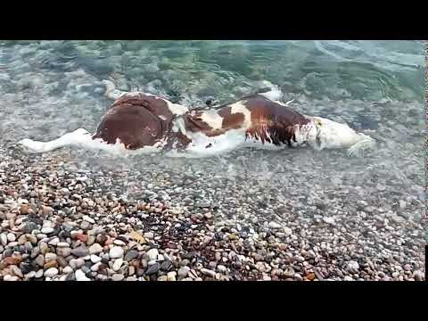 Çeşme’de sahile vuran ölü inek vatandaşları şaşırttı