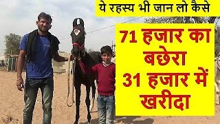 preview picture of video 'कम कीमत पर घोड़ा कैसे खरीदे - ये राज जान लो - Secret Of Buying In Indian Horse Market'
