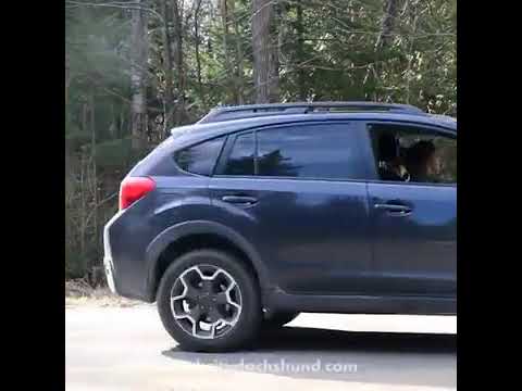 S01- EP4  Dachshund Cops  Robbers Compilation 360p