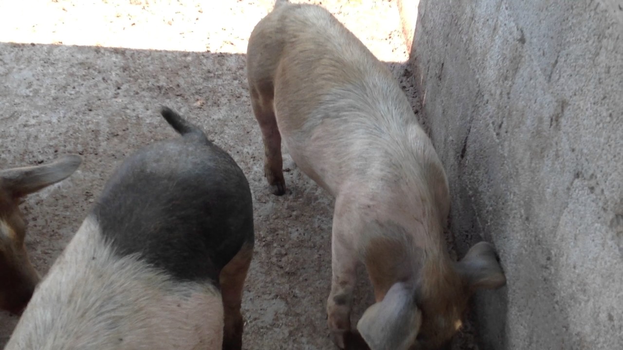 COMEDEROS RUSTICOS CERDITOS EN EL SUR DE NL EL OLVIDO