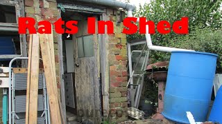 Rats nesting in the allotment shed - poop everywhere