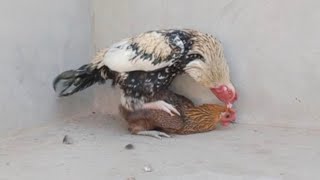 спаривание курицы и петуха
