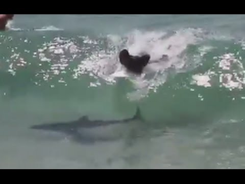 Surfer Catches Wave With Shark
